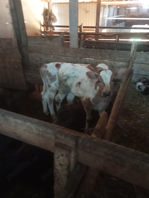 Vând viței de rasa și 