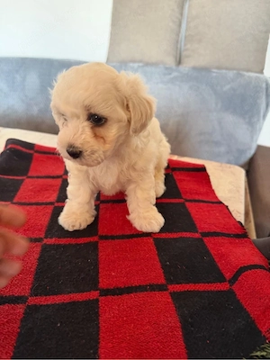 Vand Bichon maltez-femela-6 saptamani  - imagine 5