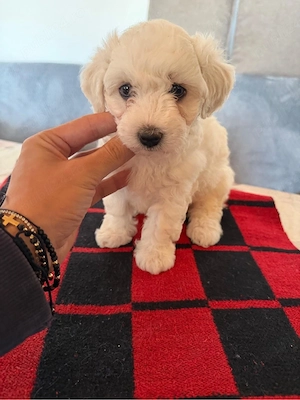 Vand Bichon maltez-femela-6 saptamani  - imagine 4