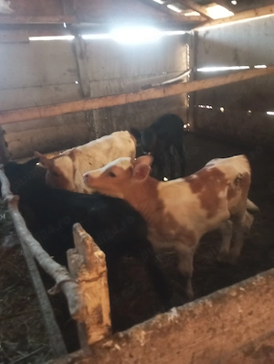 Vând viței de rasa și  - imagine 2