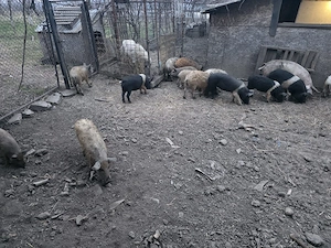 vând purcei bazna și Mangalița  - imagine 3