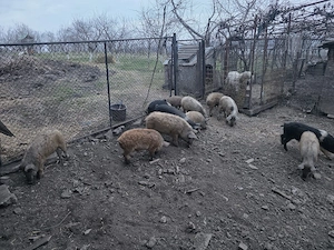 vând purcei bazna și Mangalița  - imagine 2