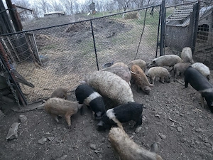 vând purcei bazna și Mangalița  - imagine 4