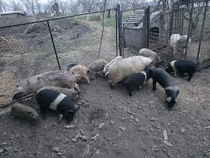 vând purcei bazna și Mangalița  - imagine 5