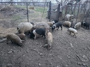 vând purcei bazna și Mangalița 