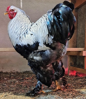 Vând cocoși Brahma Herminat Închis  - imagine 2