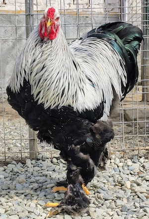 Vând cocoși Brahma Herminat Închis 