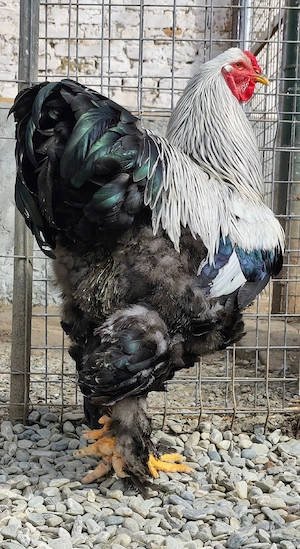 Vând cocoși Brahma Herminat Închis  - imagine 5
