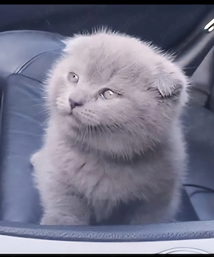 vand pisici schotis si brithis blue 