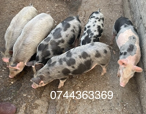 Purcei de țară - imagine 2