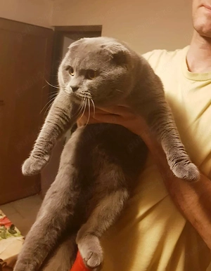 vand pisici schotis si brithis blue  - imagine 2