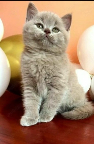 vand pisici schotis si brithis blue  - imagine 4