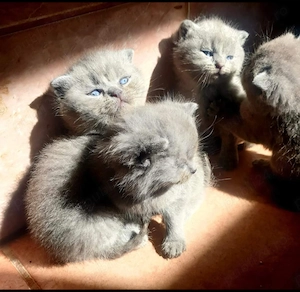 vand pisici schotis si brithis blue  - imagine 3