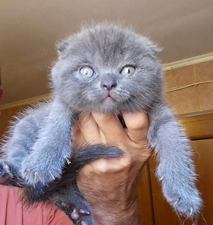 vand pisici schotis si brithis blue  - imagine 5