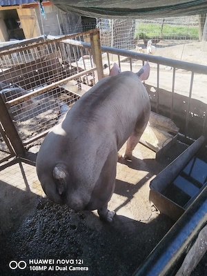 Scroafa pietran belgian