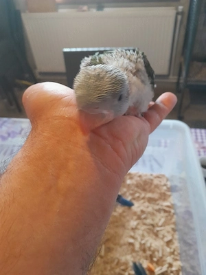 vand Marele Alexander 