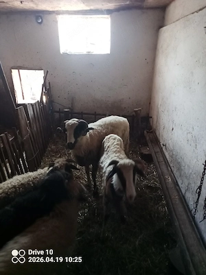 vând berbec breaz noatin 