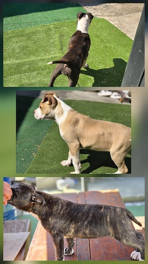 Amstaff In Vârstă De 3 Luni 