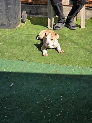 Amstaff In Vârstă De 3 Luni  - imagine 2