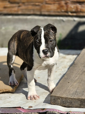 Amstaff In Vârstă De 3 Luni  - imagine 3