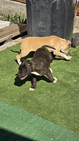 Amstaff In Vârstă De 3 Luni  - imagine 4