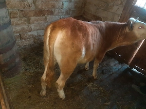 Vând vițea bălțată 