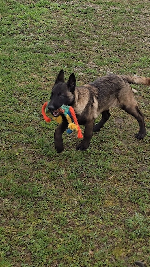 Ciobănesc belgian malinois mascul 