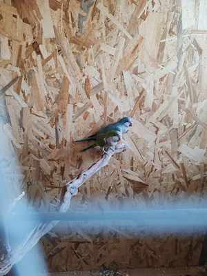 Pereche papagali călugăr  - imagine 2