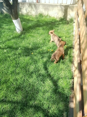 Ciobanesc belgian  - imagine 4