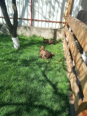 Ciobanesc belgian  - imagine 3