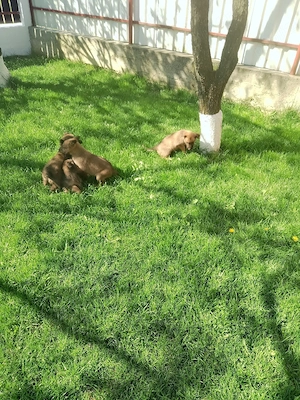 Ciobanesc belgian  - imagine 5