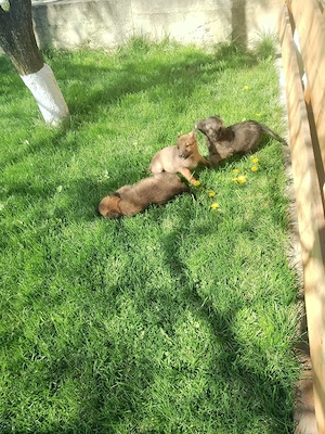 Ciobanesc belgian  - imagine 2