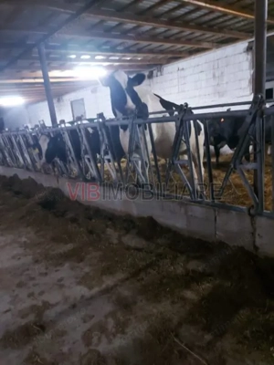 Ferma zootehnică funcțională, populată cu peste 200 capete bovine, aproape de Sânnicolau Mare - imagine 4