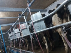 Ferma zootehnică funcțională, populată cu peste 200 capete bovine, aproape de Sânnicolau Mare - imagine 5