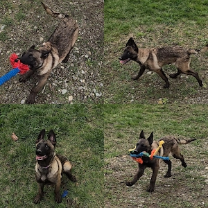 Ciobănesc belgian malinois femele - imagine 2