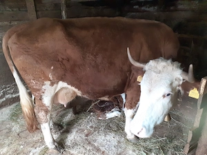 Vacă cu vițel de vânzare