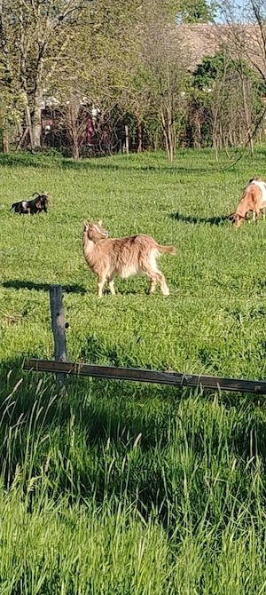 Iada din capra cu 3 l de lapte la mulsoare 