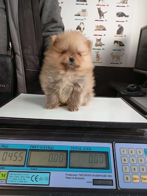 Pui pomeranian orange de calitate.