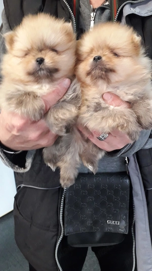 Pomeranian orange pui pufosi.