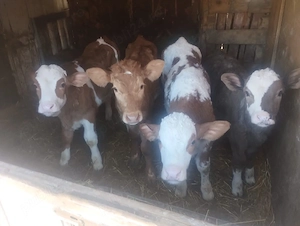 Vând viței semi înțărcați 