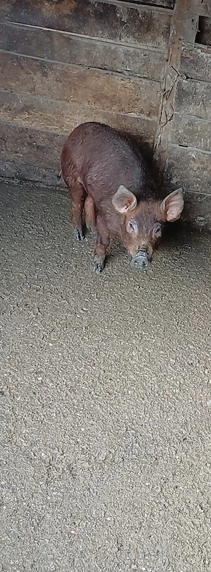 Scrofiță  Duroc cu Pietrain  - imagine 2