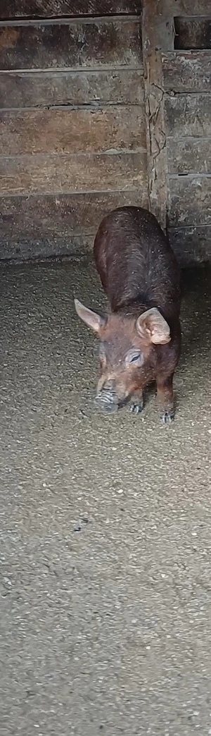 Scrofiță duroc -pietrain