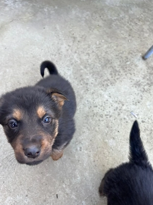  Donez  Ciobanesc german  - imagine 2