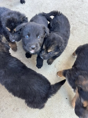  Donez  Ciobanesc german  - imagine 5