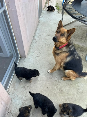  Donez  Ciobanesc german  - imagine 4