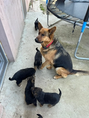  Donez  Ciobanesc german  - imagine 3