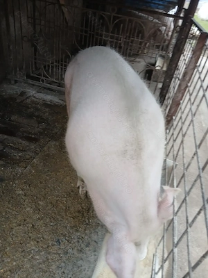 Vând porci de carne cu greutate între 250sau270kg - imagine 2