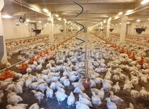 *Proprietate industrială | Fermă avicolă | Teren 35.000 mp | Hale și utilități existente - imagine 10