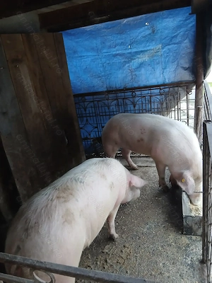 Vând porci de carne cu greutate între 150sau170kg - imagine 3