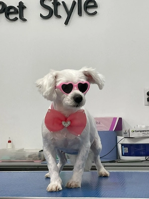 vand bishon mini toy 